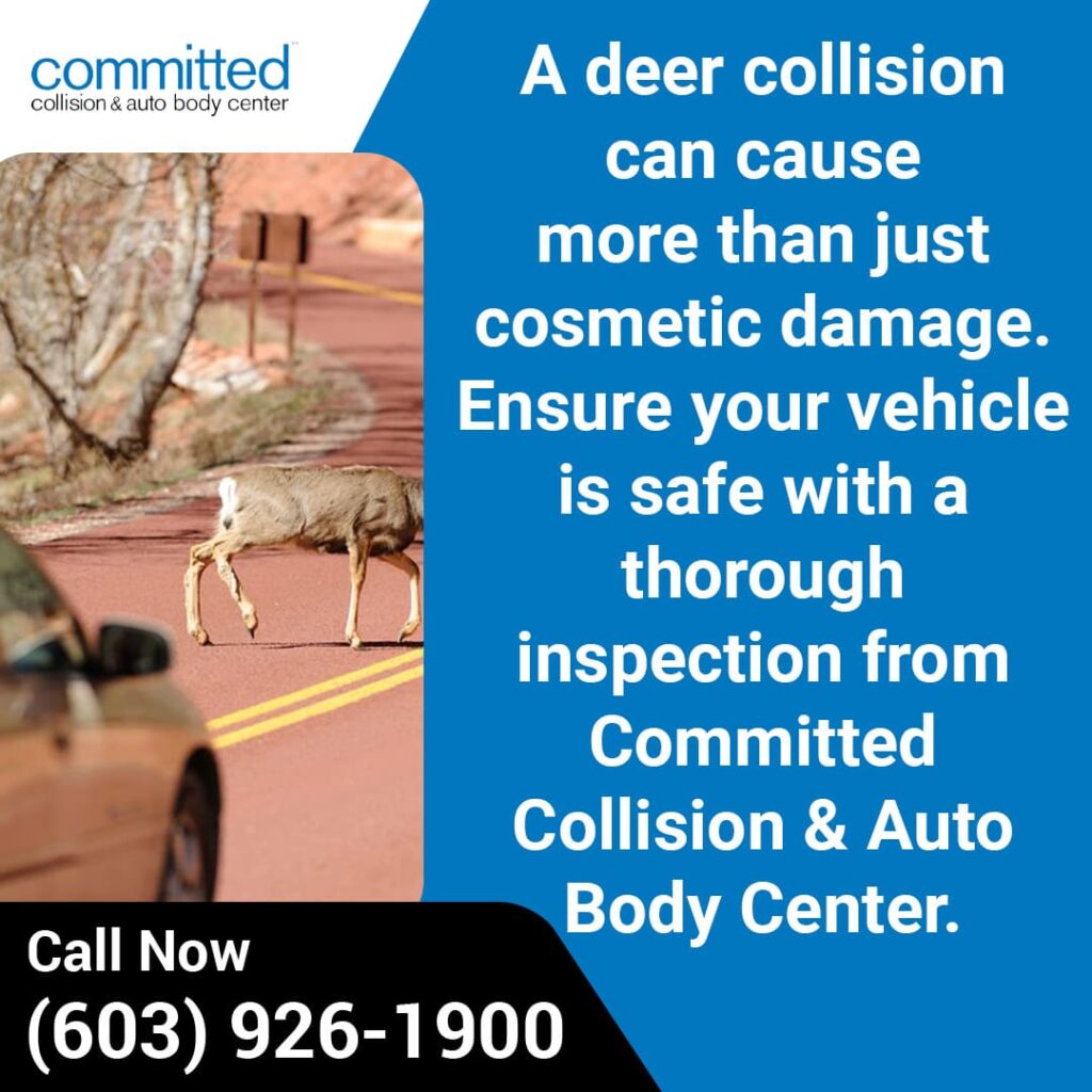 How Deer Collisions Impact Your Car’s Body: What Repairs Are Needed 1 deer collision