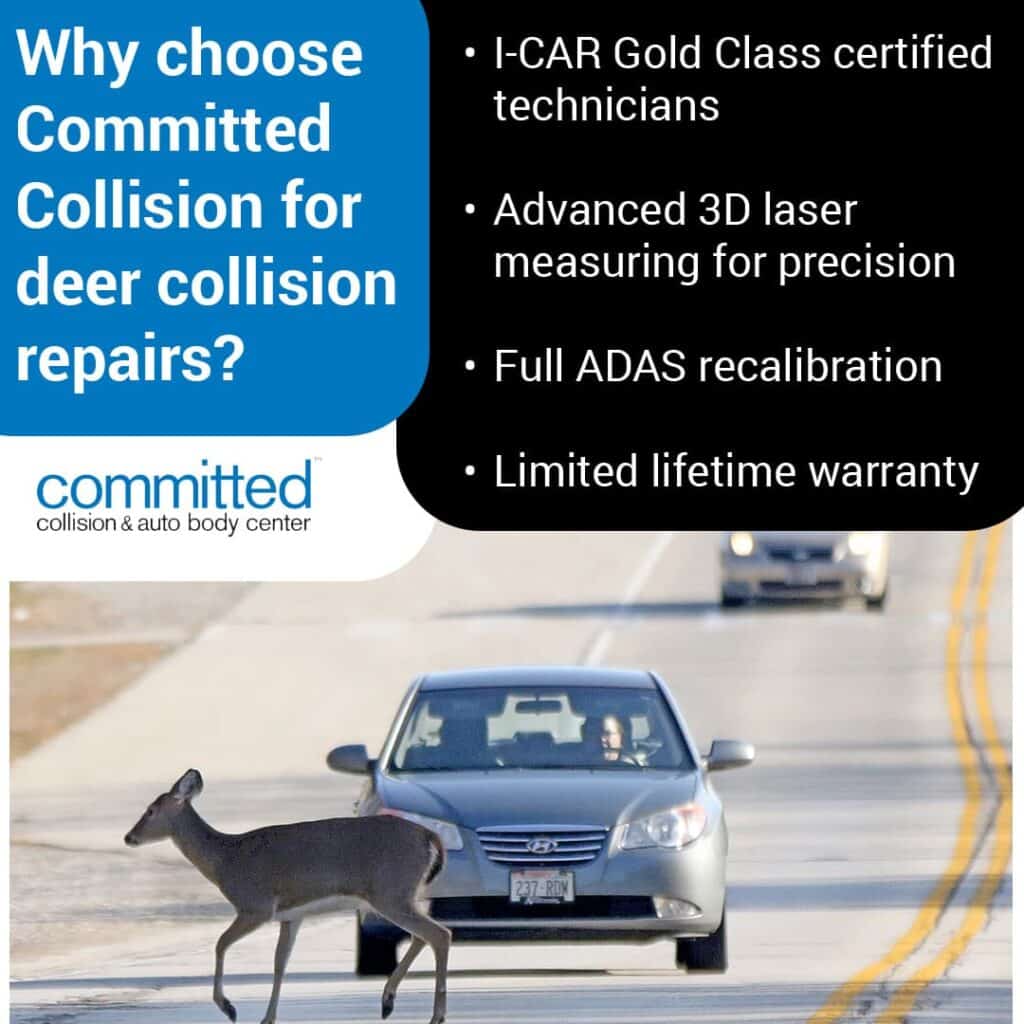 How Deer Collisions Impact Your Car’s Body: What Repairs Are Needed 2 deer collision repairs